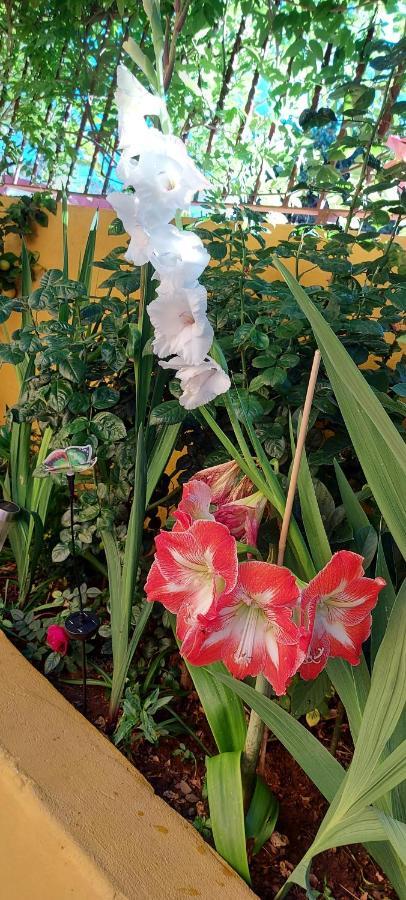לאס פאלמס דה גראן קנאריה Casa Maestro Lelo - Acogedora Casa Rural Canaria Con Patios Y Jardines De Flores מראה חיצוני תמונה