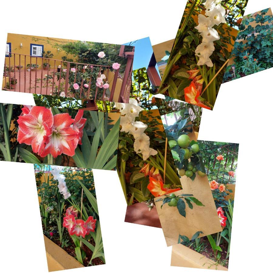 לאס פאלמס דה גראן קנאריה Casa Maestro Lelo - Acogedora Casa Rural Canaria Con Patios Y Jardines De Flores מראה חיצוני תמונה